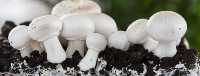 Pourquoi utiliser des isolants à base de champignons ?