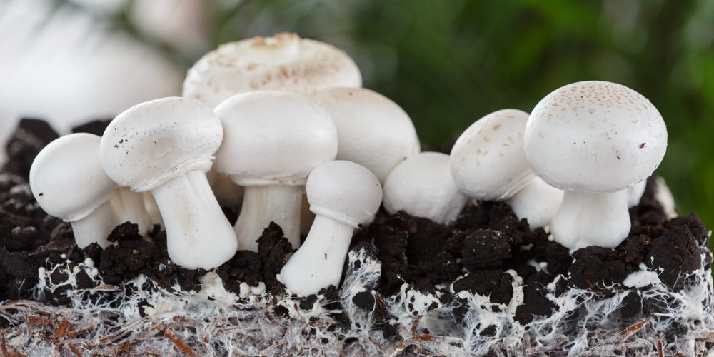 Pourquoi utiliser des isolants à base de champignons ?